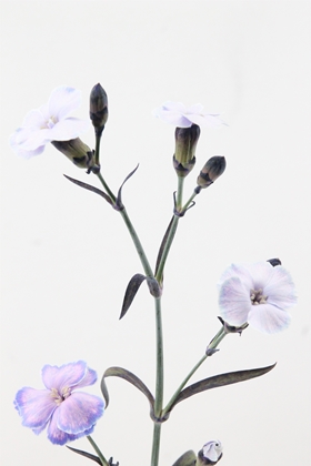 Carnation Spr Dyed Solomio Mystery Lavender 60cm