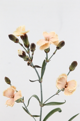 Carnation Spr Dyed Solomio Mystery Cafe 60cm