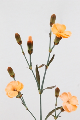 Carnation Spr Dyed Solomio Mystery Salmon 60cm