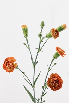 Carnation Spr Miss Fox 60cm