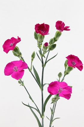 Carnation Spr Solomio Purplefly 60cm