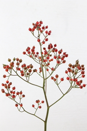Rosehips Autumn Rosefruits Gold Star 100cm