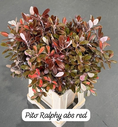 Pittosporum Ralph Dyed Red 50cm 200GR