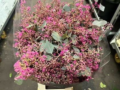 Eucalyptus Graine Blooming Milka 300g 65cm