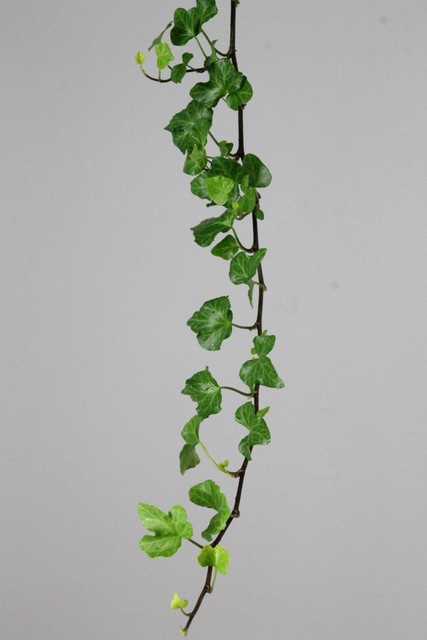 Ivy Trailing Green 100cm