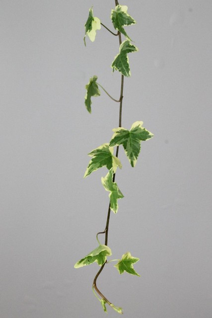Ivy Trailing White Green 100cm