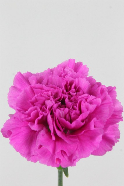 Carnation St Farida 70cm