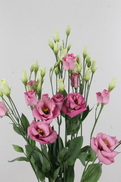Lisianthus Db Rosita Pink 72cm Ex