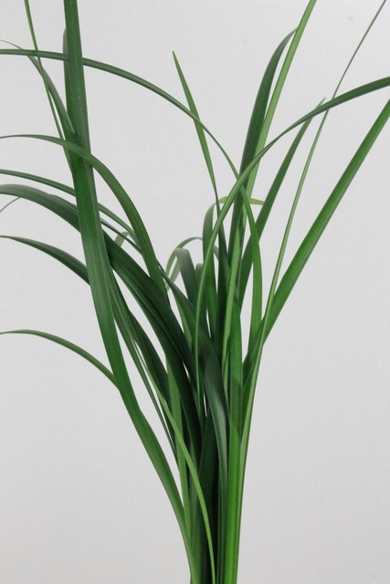 Lilly Grass