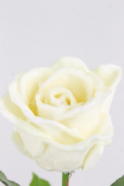 Rose Bg Waxed White 60cm X10
