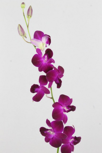 Dendrobium Red Bull 45cm