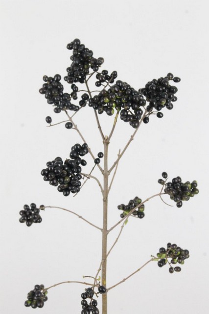 Liguster Berries Black 50cm