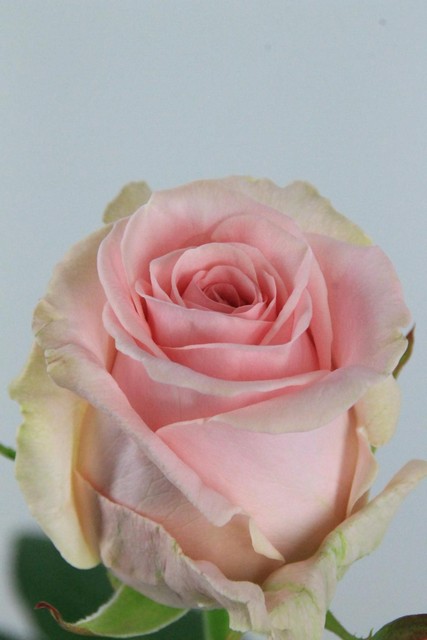 Rose Bg Sweet Dolomiti 70cm X10