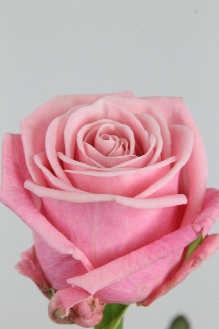 Rose Bg Heaven 60cm X10