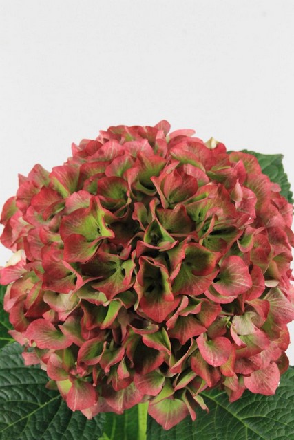 Hydrangea Vuurbaak 80cm