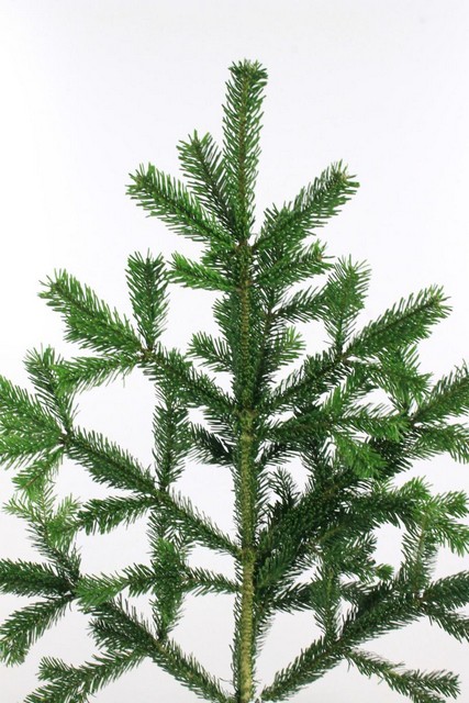 Abies Nordmanniana 5 kilo 