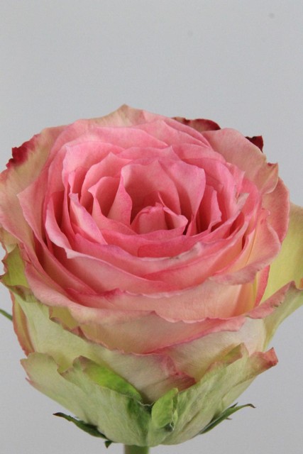 Rose Ec Esperance 50cm
