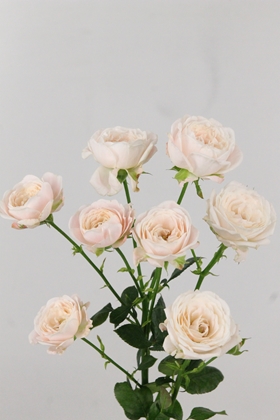 Rose Spr Nynke 50cm X10