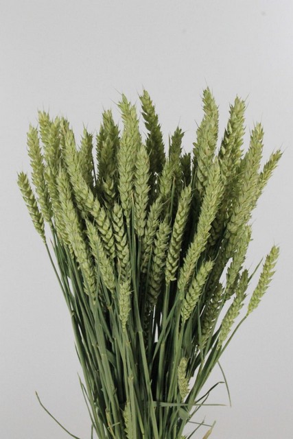 Wheat Nature 60cm