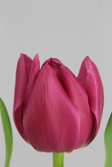 Tulip Db Double Princes