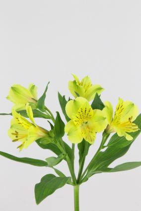 Alstroemeria Yellow 75cm