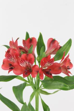Alstroemeria Red Ex
