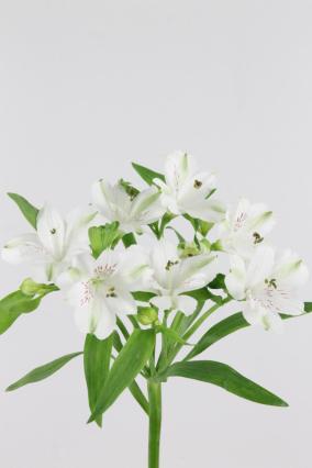 Alstroemeria White 80cm