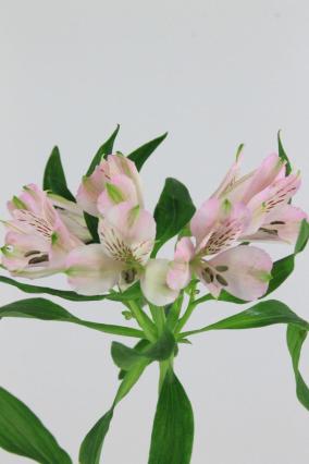 Alstroemeria Pink 80cm Ex