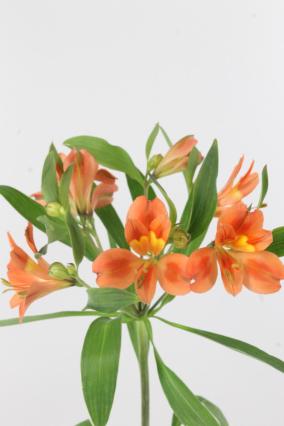 Alstroemeria Orange 80cm