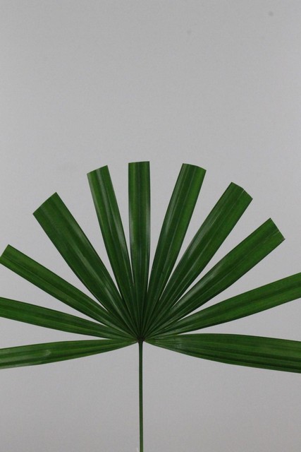 Raphis Mini Chamaerops