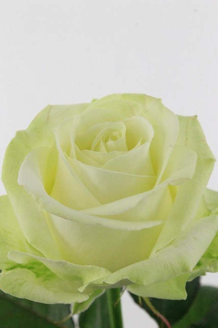 Rose Bended Avalanche 60cm