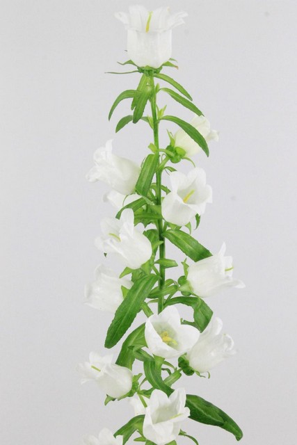 Campanula Medium Champion White 70cm