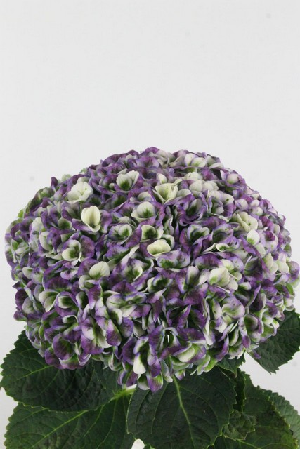 Hydrangea Revolution Classic Blue 60cm Ø17cm