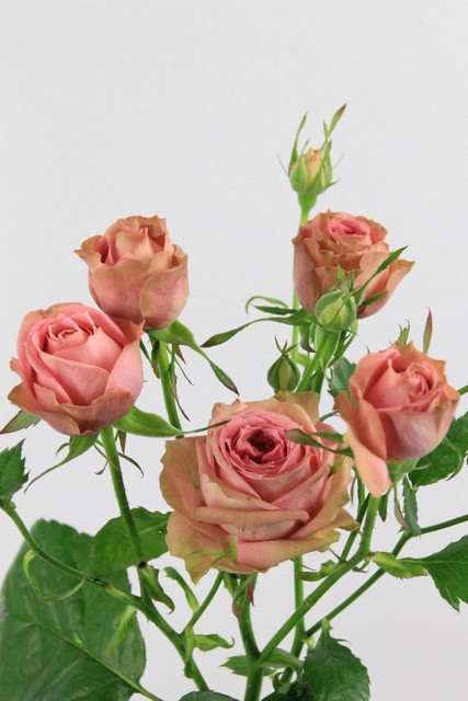 Rose Spr Pepita 50cm X10