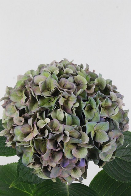Hydrangea Rodeo Classic Purple 80cm Ø20cm