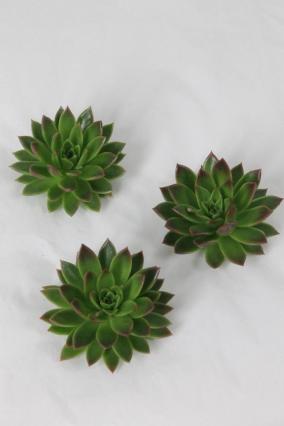 Echeveria Agavoides X12 12-15CM