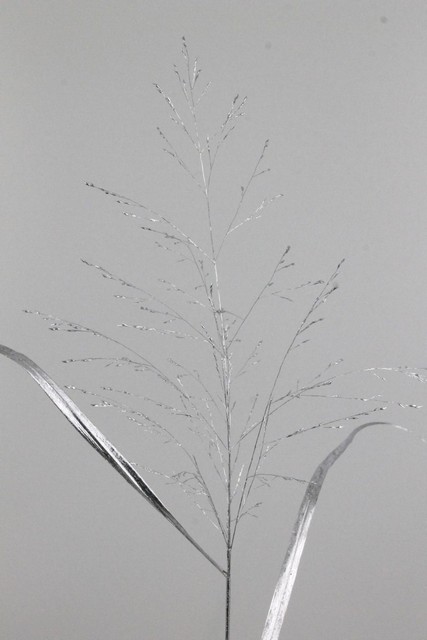 Ornamental Grass Dyed Silver 90cm