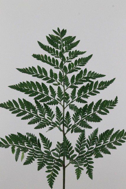Leatherfern In Vacuum Ia
