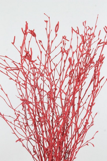 Birch Dyed Red 120cm