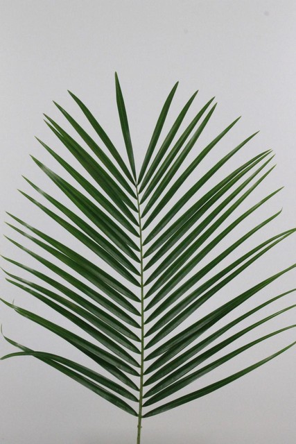 Roebelini Per Bunch 80cm