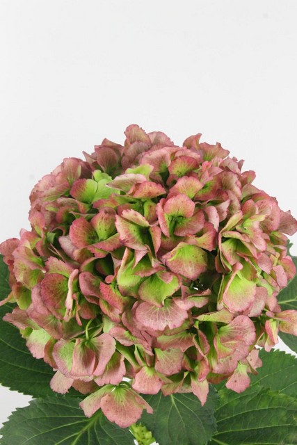 Hydrangea Verena Classic Red/green 80cm